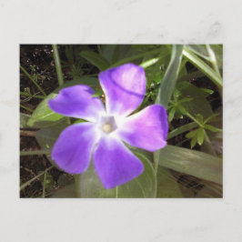 Kalifornische Wildblume Postkarte