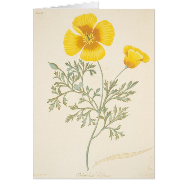 Kalifornischer Eschscholtzia (Vorne)