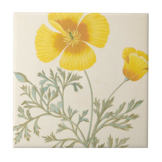 Kalifornischer Eschscholtzia Fliese (Vorderseite)