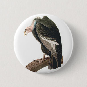 Kalifornischer Geier (Kondor), Audubon Fine Art Button
