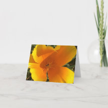 Kalifornischer Goldener Mohn - 2