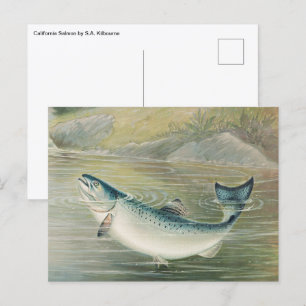 Kalifornischer Lachs von S.A. Kilbourne, Vintage F Postkarte
