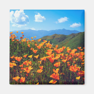 Kalifornischer Mohn auf einem Hang Magnet