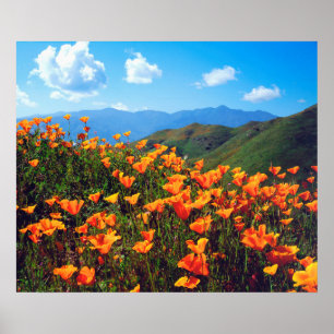 Kalifornischer Mohn bedeckt einen Hügel Poster