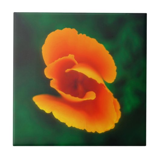 Kalifornischer Mohn Fliese (Vorderseite)