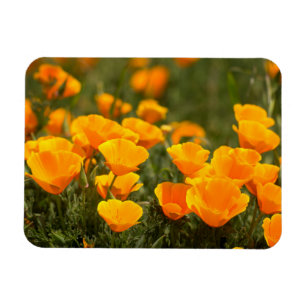 Kalifornischer Mohn, Montana de Oro State Park Magnet