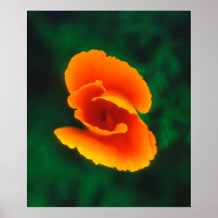 Kalifornischer Mohn Poster