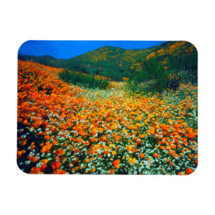 Kalifornischer Mohn und Popcorn-Wildblumen Magnet