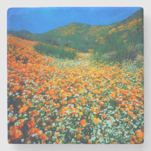 Kalifornischer Mohn und Popcorn-Wildblumen Steinuntersetzer