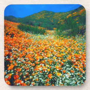 Kalifornischer Mohn und Popcorn-Wildblumen Untersetzer
