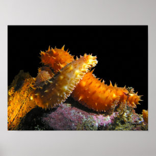 Kalifornischer Seegurken-Liebe - Fine Art Prints Poster