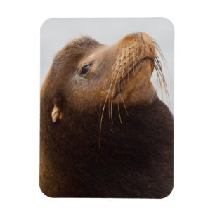 Kalifornischer Seelöwe Magnet