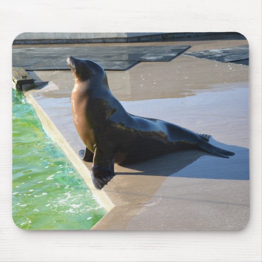 Kalifornischer Seelöwe Mousepad (Vorne)