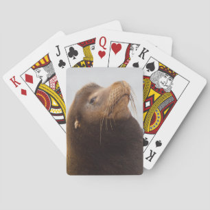 Kalifornischer Seelöwe Spielkarten