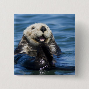 Kalifornischer Seeotter (Enhydra lutris) pflegt si Button
