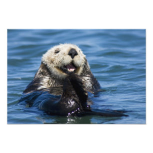 Kalifornischer Seeotter (Enhydra lutris) pflegt si Fotodruck