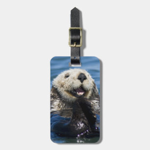 Kalifornischer Seeotter (Enhydra lutris) putzt sic Gepäckanhänger