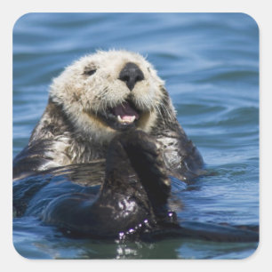 Kalifornischer Seeotter (Enhydra lutris) putzt sic Quadratischer Aufkleber