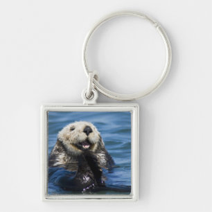 Kalifornischer Seeotter (Enhydra lutris) putzt sic Schlüsselanhänger