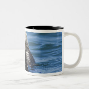 Kalifornischer Seeotter (Enhydra lutris) putzt sic Zweifarbige Tasse