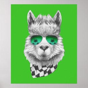 Kalifornisches Lama Poster