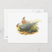 Kalij Fasan Postkarte (Vorne/Hinten)
