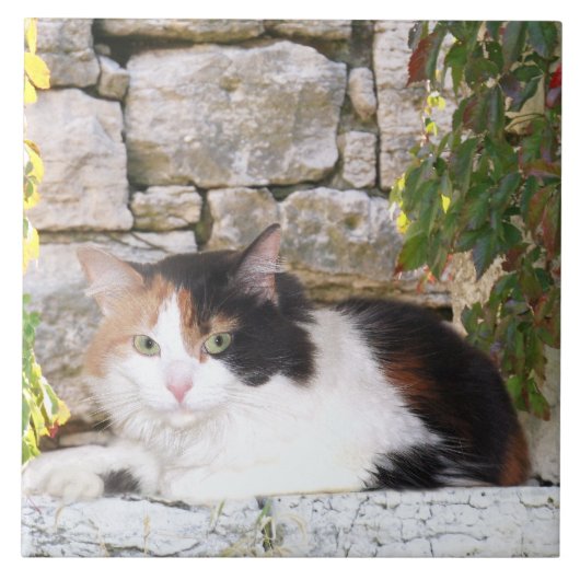 Kaliko im Steinfenster Fliese (Vorderseite)
