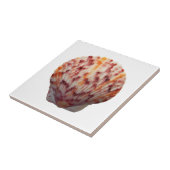 Kaliko-Kamm-Muschel-Muschel Fliese (Seite)