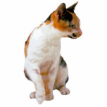 Kaliko-Katze Freistehende Fotoskulptur<br><div class="desc">Diese Fotoskulptur ist von einer schönen Kaliko-Katze. Sie können diesen Entwurf besonders anfertigen und ihn in einer Vielzahl von Größen bestellen. Dieser Kaliko-Katzenentwurf ist auch verfügbar als geformte,  Ausschnittmagneten,  Verzierungen,  Buttone und Schlüsselanhänger.</div>