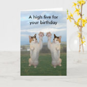 Kaliko-Katze hohe fünf Karte (Gelbe Blume)