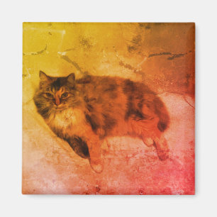 Kaliko-Katzen-Magnet Magnet