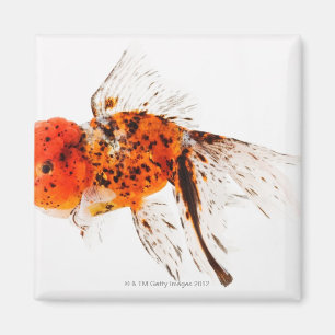 Kaliko lionhead Goldfisch (Carassius auratus). Magnet