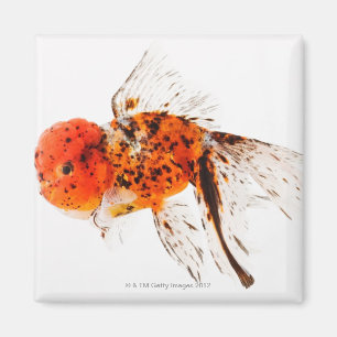 Kaliko lionhead Goldfisch (Carassius auratus) Magnet