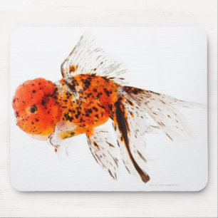 Kaliko lionhead Goldfisch (Carassius auratus) Mousepad