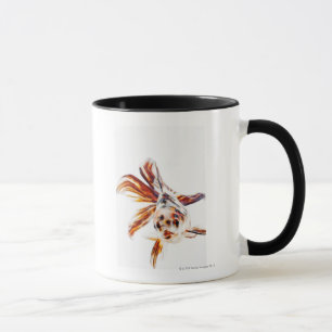 Kalikofantail-Kometen-Goldfisch (Carassius Tasse