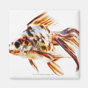 Kalikofantail-Kometen-Goldfisch Magnet