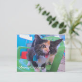 Kalikokätzchen Meowy Dankeskarte (Stehend Vorderseite)