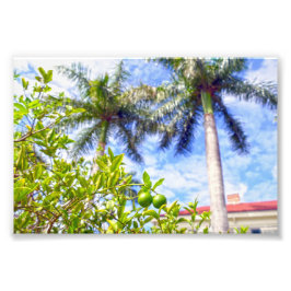 Kalk in Florida Fotodruck