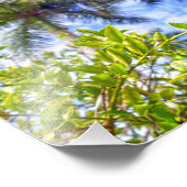 Kalk in Florida Fotodruck (Ecke)