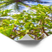 Kalk in Florida Poster (Ecke)