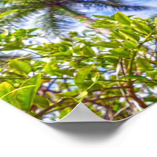 Kalk in Florida Poster (Ecke)