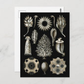 Kalkartige Schwämme Postkarte (Vorne/Hinten)