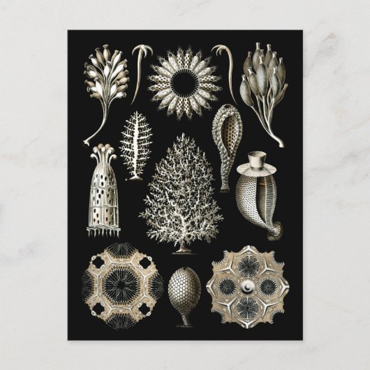 Kalkartige Schwämme Postkarte (Vorderseite)
