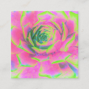 Kalkgrün und rosa Sukkulent Sedum Rosette Rabattkarte