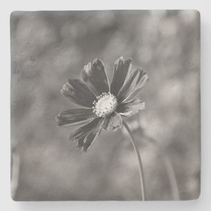 Kalkstein-Untersetzer quadratisch Fotografie  Steinuntersetzer