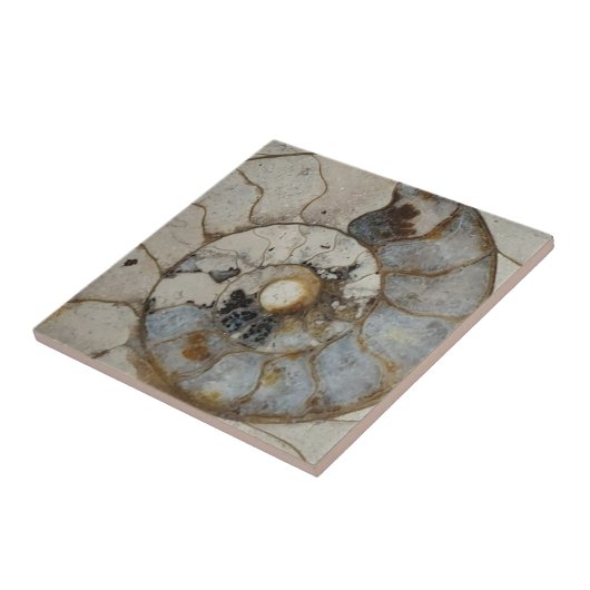 Kalksteinammonit Fliese (Seite)