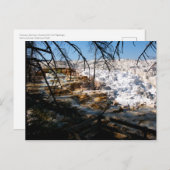 Kalksteinterrasse Mammov Hot Spring Yellowstone Postkarte (Vorne/Hinten)