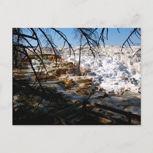 Kalksteinterrasse Mammov Hot Spring Yellowstone Postkarte (Vorderseite)