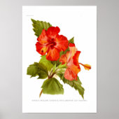 Kalmare (Hibiskus) Poster (Vorne)