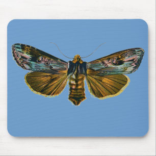 Kalocampa vetusta mousepad